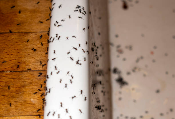 Best Local Pest Control Services  in Janesville, MN